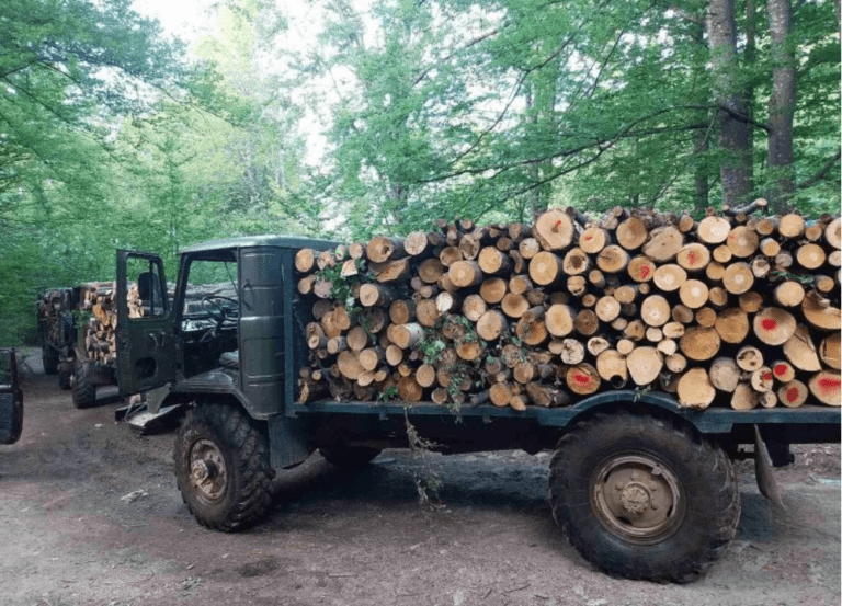 Установиха незаконна сеч на територията на община Враца служители на изпълнителна агенция по горите разкриха нарушения в частни гори