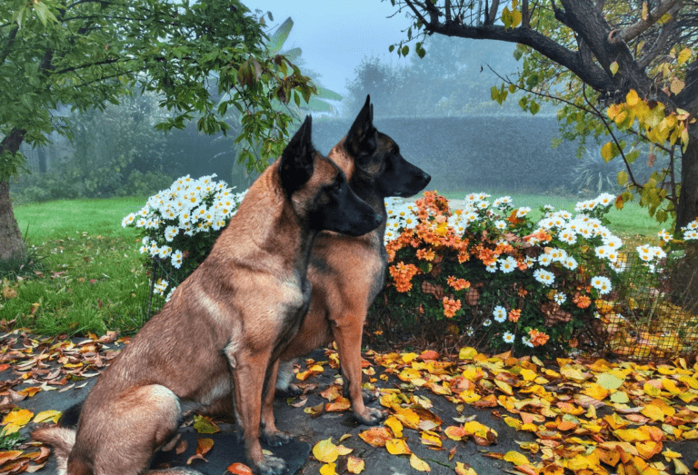 Община Пловдив ще превърне града на тепетата в център на кинологията киноложка изложба в пловдив