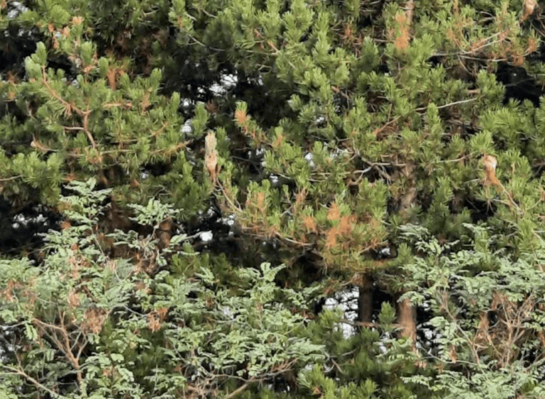 Над 5 000 дка култури от черен бор бяха третирани срещу борова процесионка третиране срещу борова процесионка