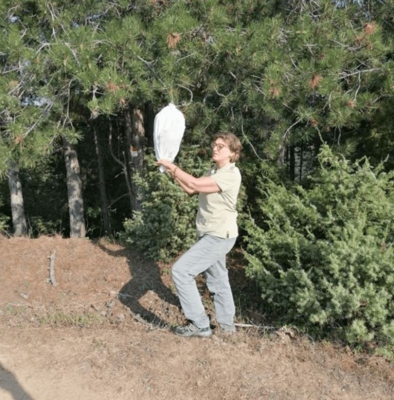 3 800 дка иглолистни гори бяха третирани срещу борова процесионка третиране на борова процесионка в кюрджали