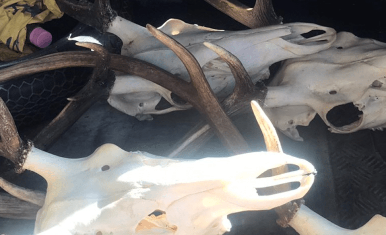 В Пловдив задържаха нерегистрирани ловни трофеи ловни трофеи