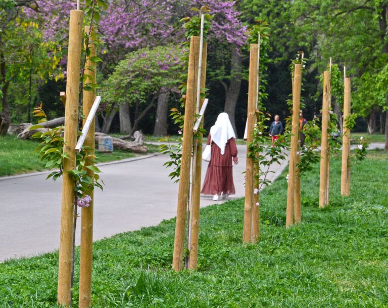 20 нови японски вишни радват варненци в Морската градина японски вишни в морската градина във варна