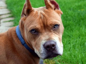 Близо 4000 безстопанствени кучета са осиновени през 2023 г. в страната безстопанствени кучета