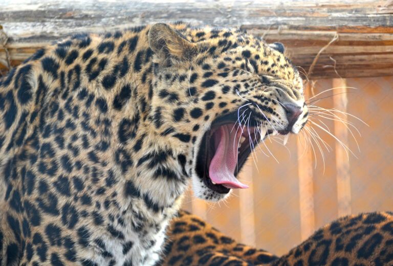 Община Варна получава близо 200 000 лв. безвъзмездна финансова помощ за Зоопарка зоопарк община варна