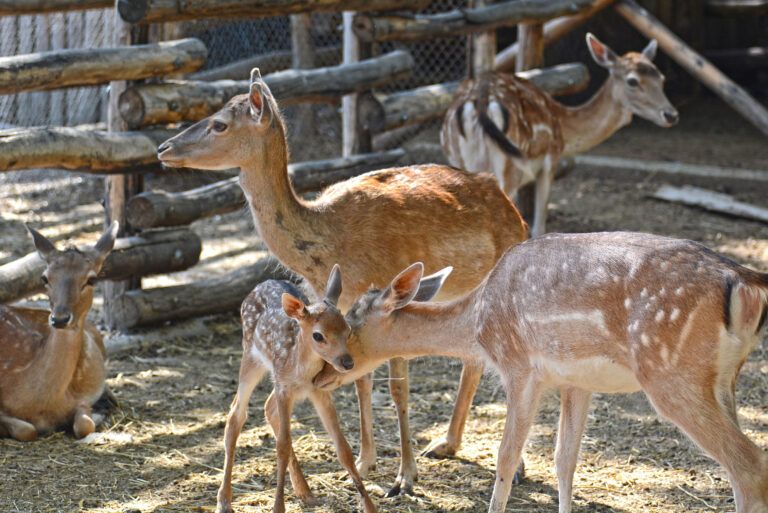 Варненският зоопарк обявява „Месец на дарителите“ варна зоопарк