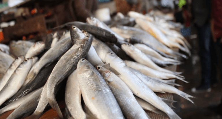 Рибарският бизнес получи над 1,6 млн. лева рибарски бизнес