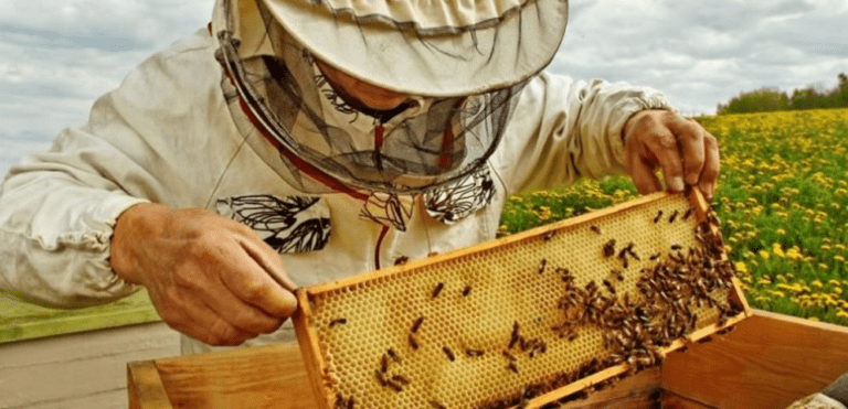 От 9 декември ДФЗ отваря прием на заявления за подпомагане по интервенциите в сектор „Пчеларство“ отварят прием по интервенция за пчеларството