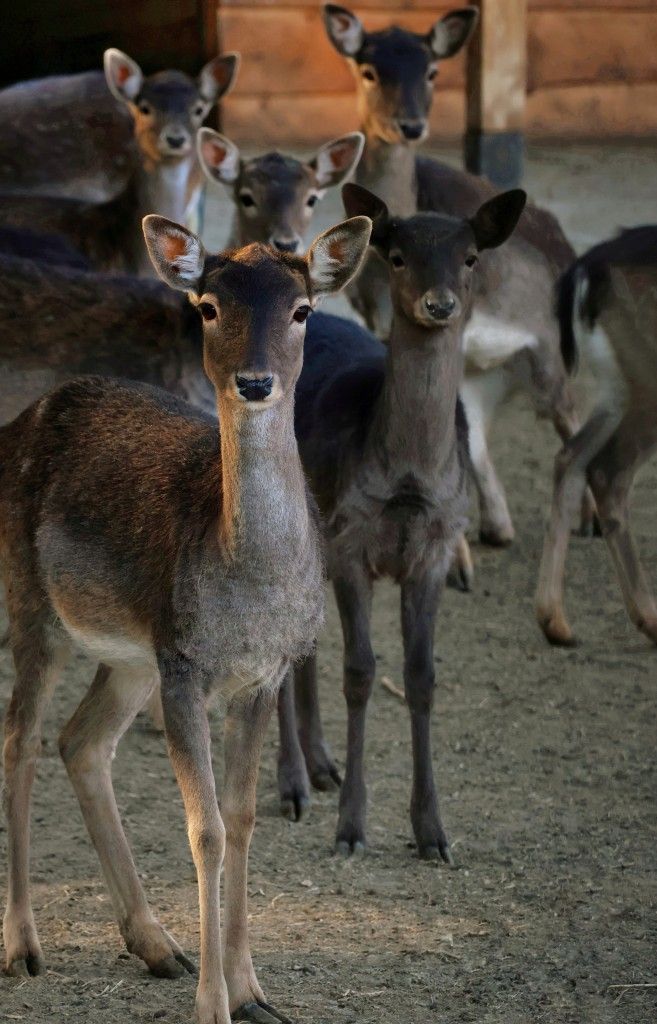 Старозагорският зоопарк стартира акция „Подари елха-зарадвай животно“ стара загора с инициатива подари елха зарадвай животно