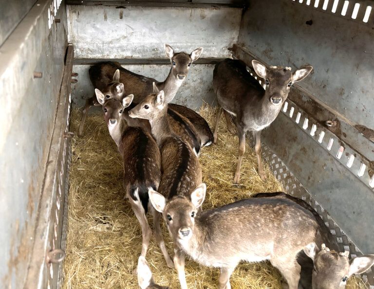 Варненският зоопарк разсели 10 елена в Източните Родопи зоопарк варна