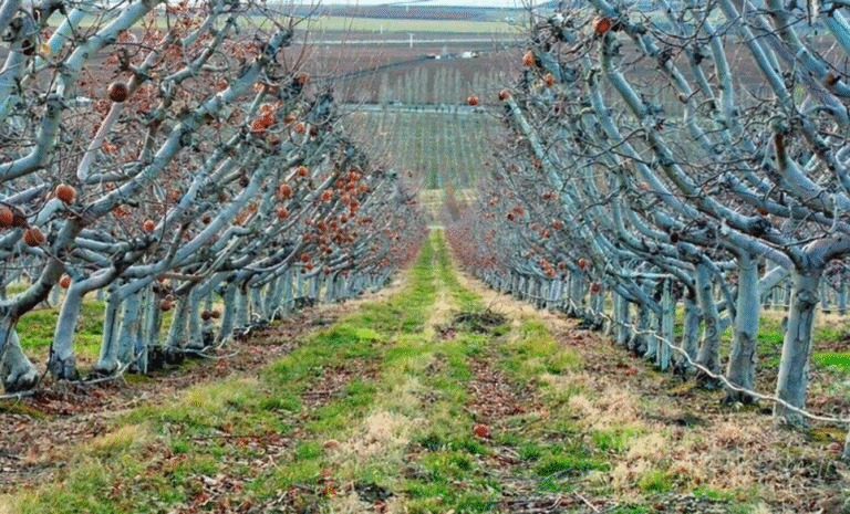 Обезщетяват земеделците след унищожените овошки и посеви заради студа обезщетения за земеделци