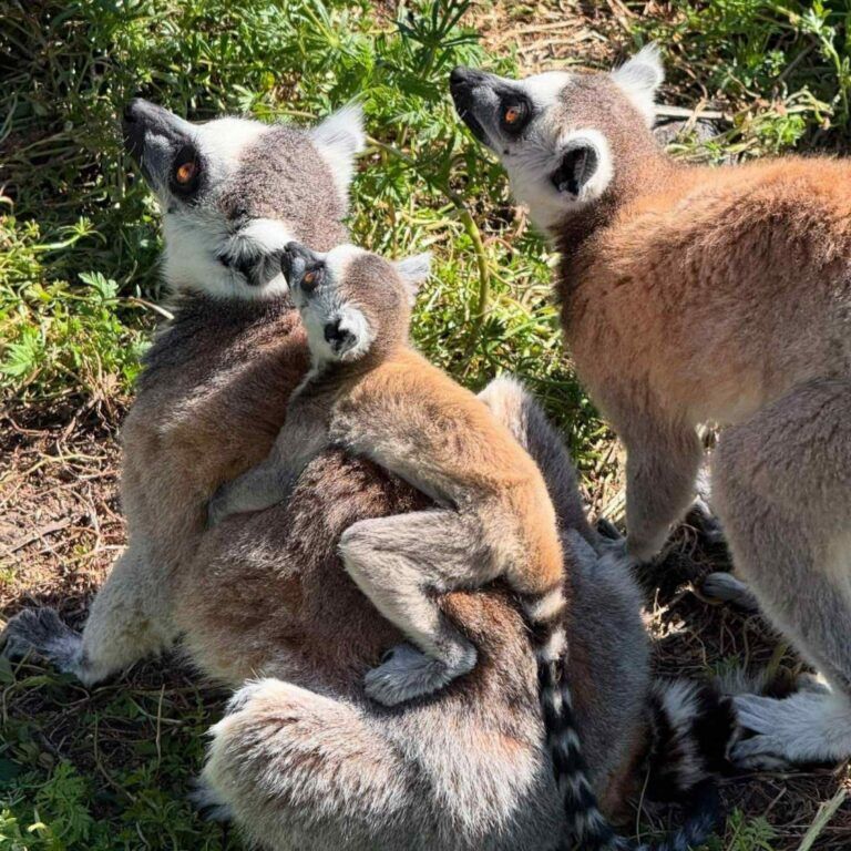 Бейби бум в зоопарк в Бургас бейби бум в зоопарка в бургас